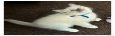 Ragdoll 6 blue collar 