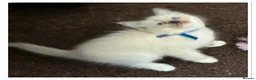 Ragdoll cats for sale: 6 cute pure breed Ragdoll kittens 2 boys 4 girls  - Advert 10