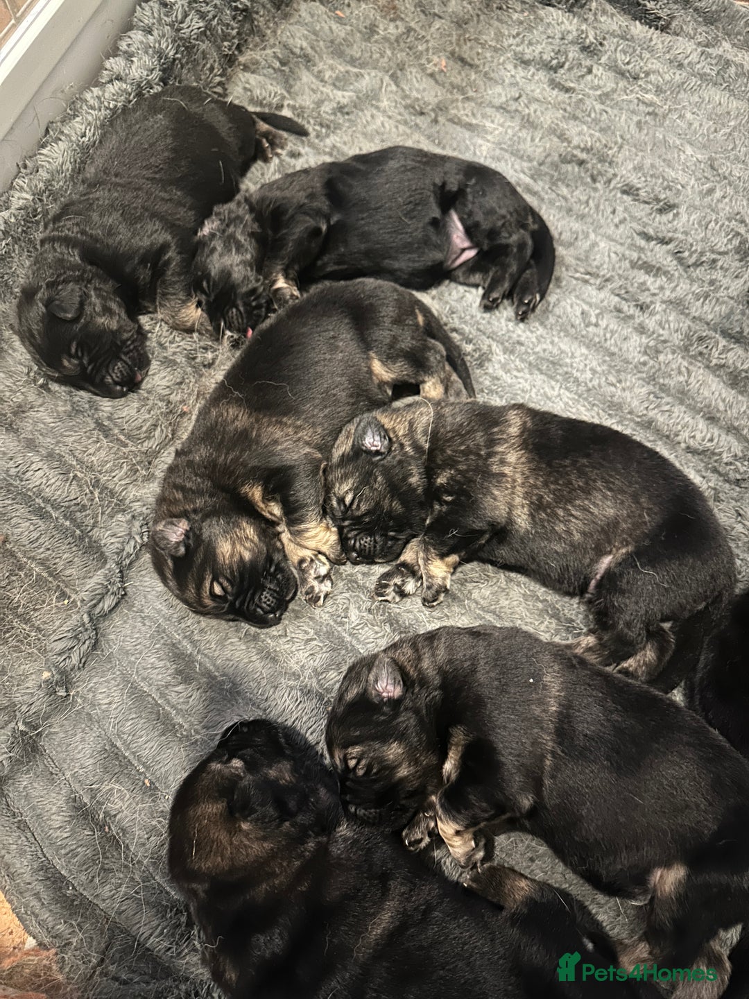 German Shepherd dogs for sale: 8 BEAUTIFUL GERMAN SHEPARD PUPPIES  - Advert 4