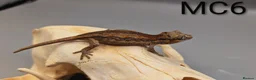 Gecko reptiles for sale: Orange Stripe Gargoyle Gecko CB25  - Advert 4