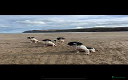 English Springer Spaniel dogs for sale: IRFTCH sired kc ESS - Image 6
