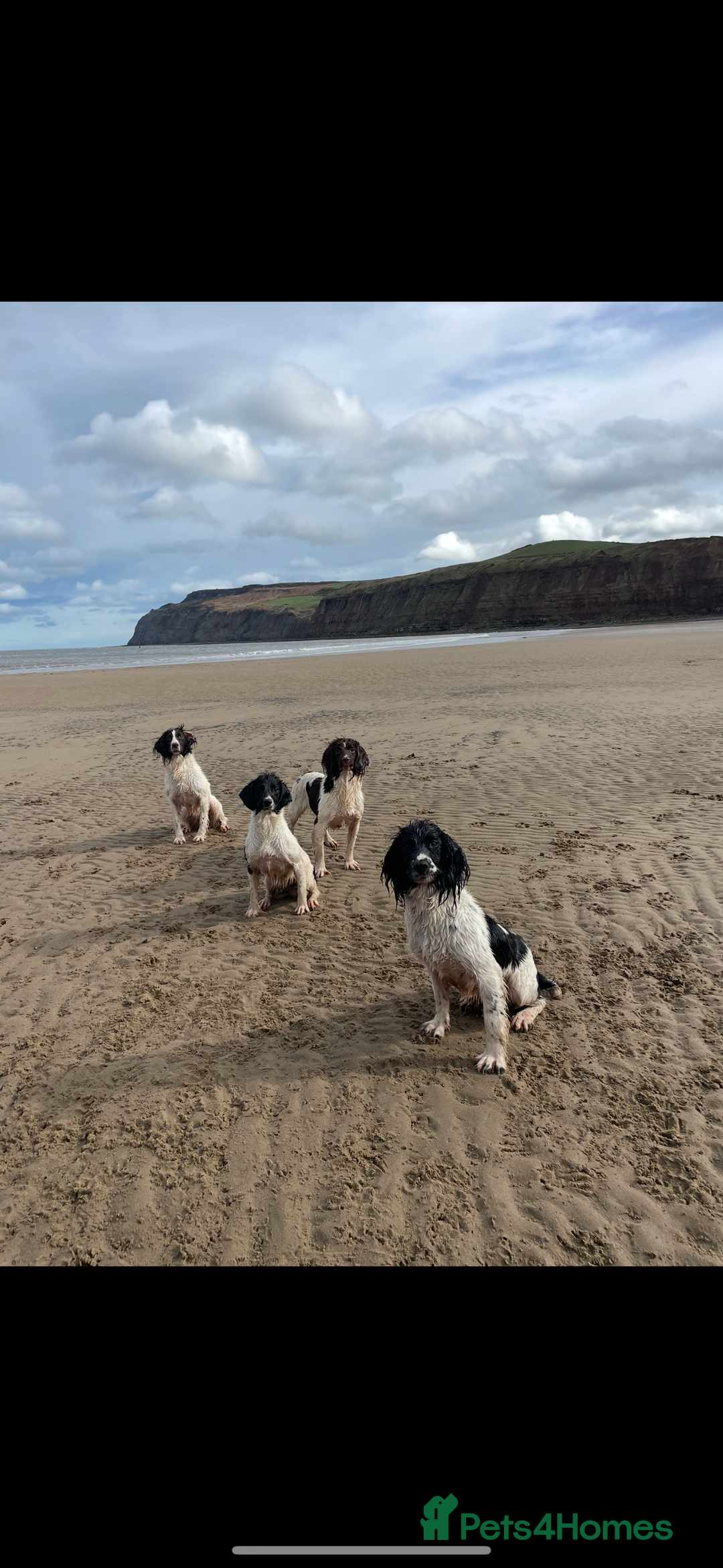 English Springer Spaniel dogs for sale: IRFTCH sired kc ESS - Image 6