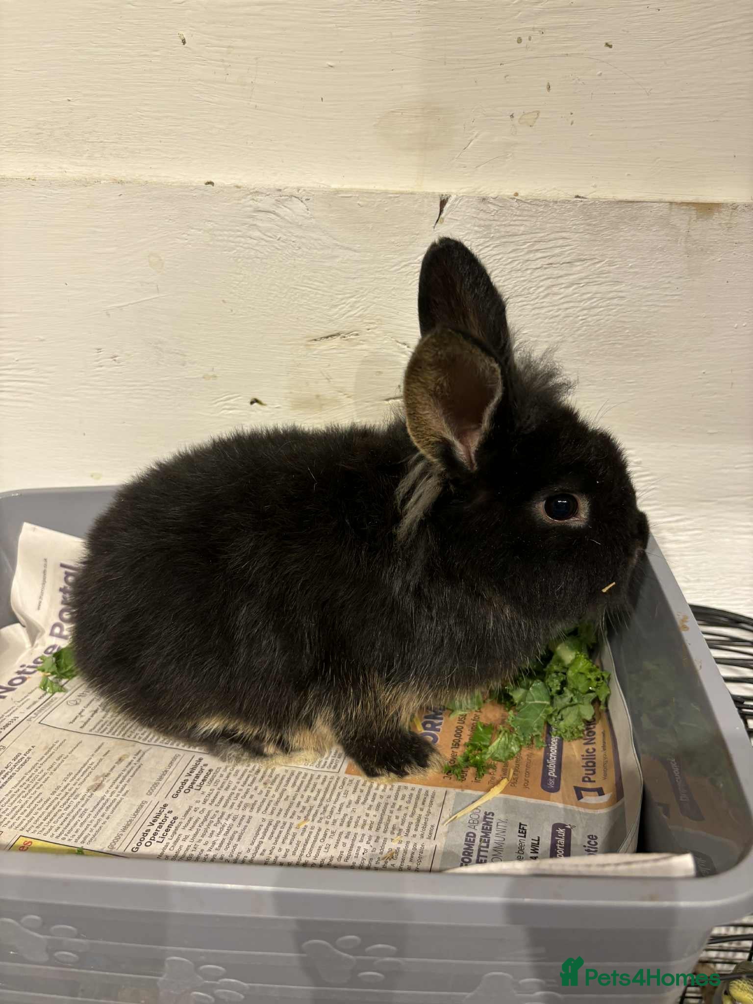 Lionhead rabbits  lionhead babies  - Advert 17