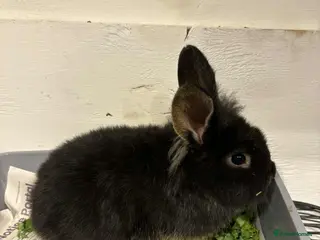 Lionhead rabbits lionhead babies - Advert 17