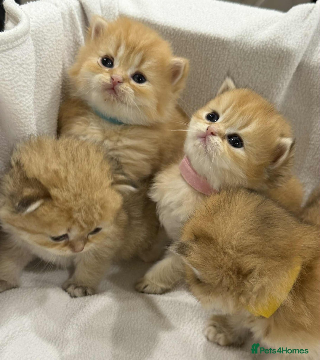 British Longhair cats for sale: ⭐️STUNNING GOLDEN BRITISH LONGHAIR TICA KITTENS⭐️ - Advert 3