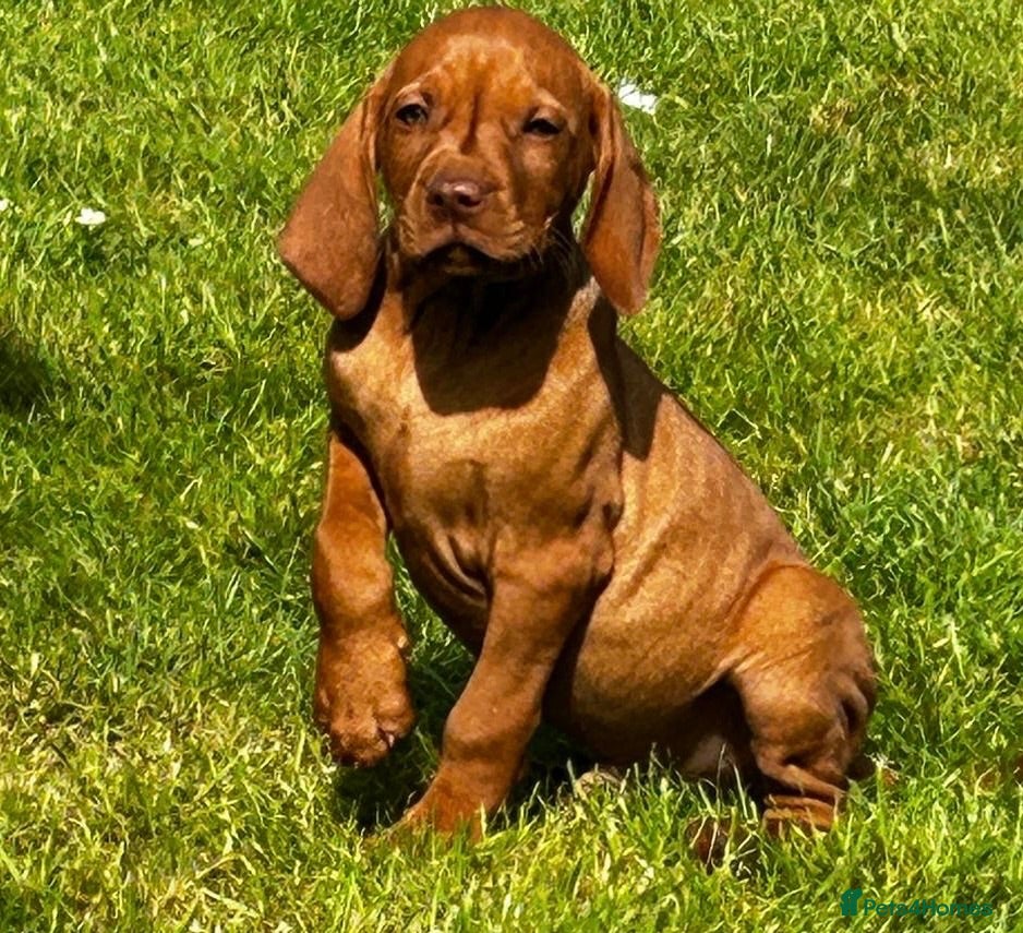 Hungarian Vizsla dogs Ready now KC Hungarian Vizsla Puppies  - Advert 1