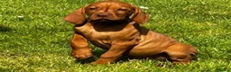 Hungarian Vizsla dogs for sale: ⭐️1 boy Available KC Hungarian Vizsla - Advert 3