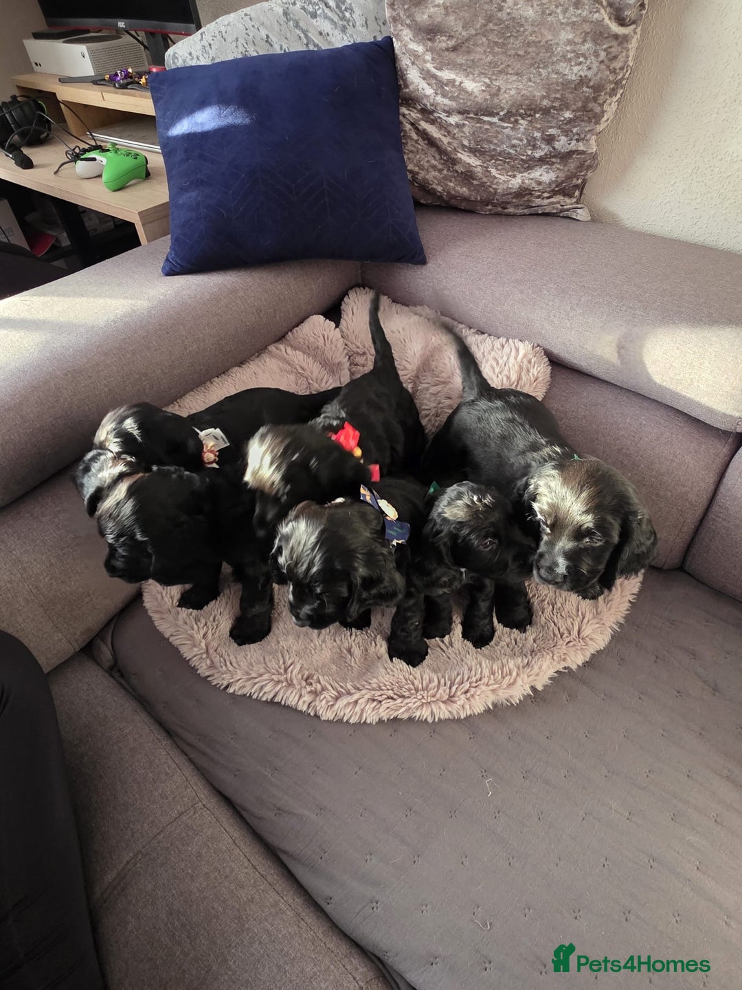 English Springer Spaniel dogs for sale: Spaniel puppies ready to go today!!! - Advert 3