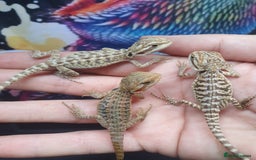 Dragon reptiles for sale: High end bearded dragons at pet prices  - Image 5