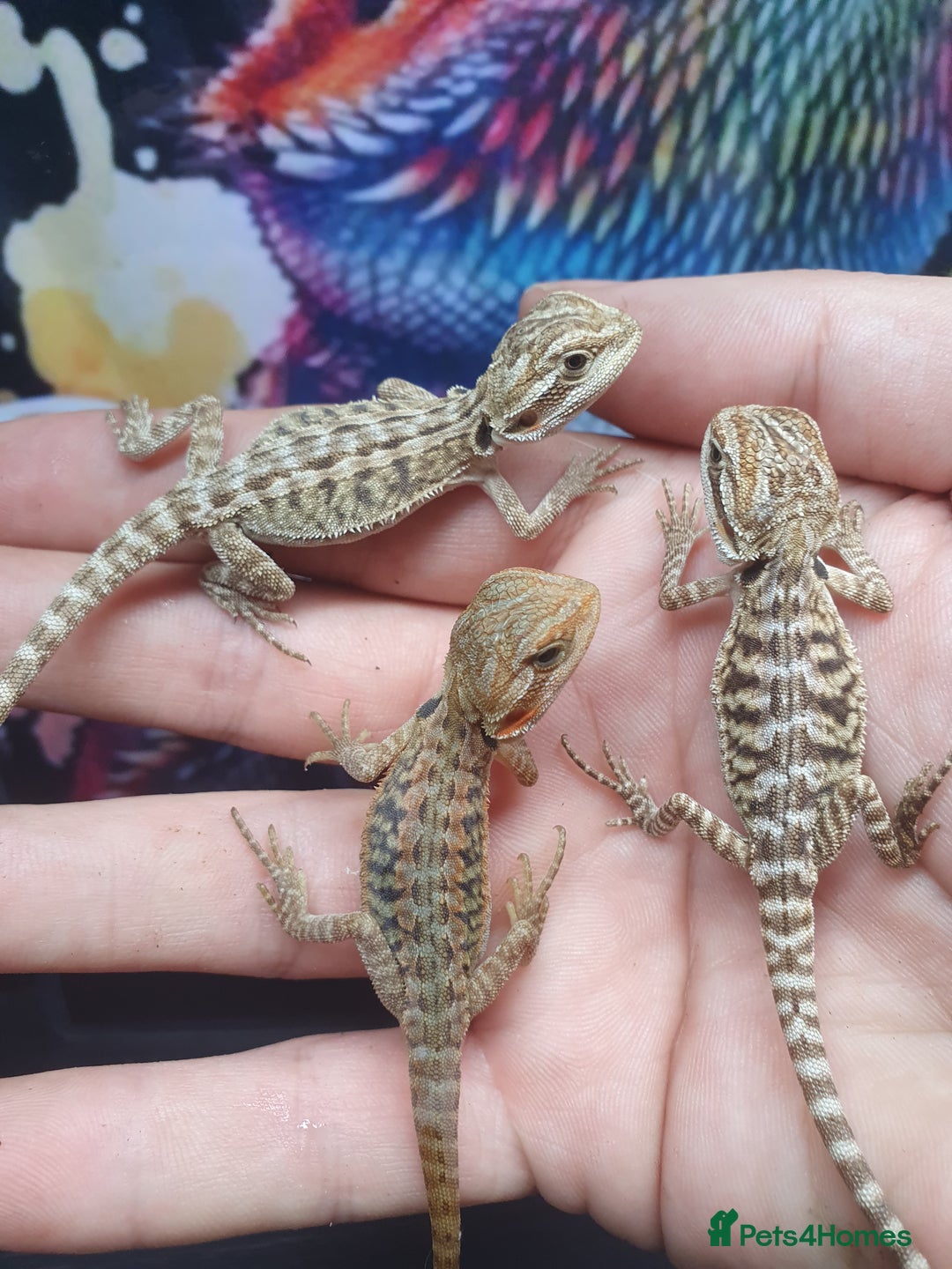 Dragon reptiles for sale: High end bearded dragons at pet prices  - Image 5