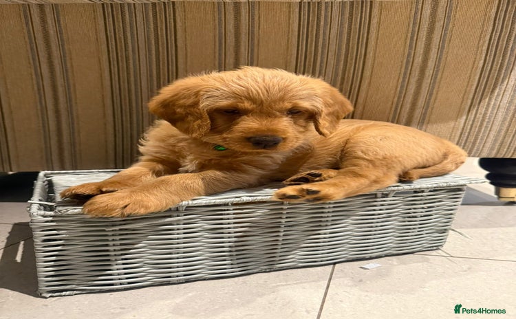 Australian Labradoodle dogs - Advert 7