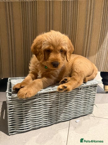 Australian Labradoodle dogs - Advert 7