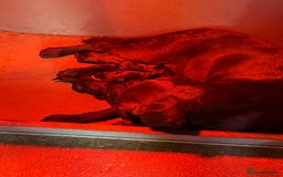 Labrador Retriever dogs for sale: Last gorgeous Labrador dog puppy - Image 7
