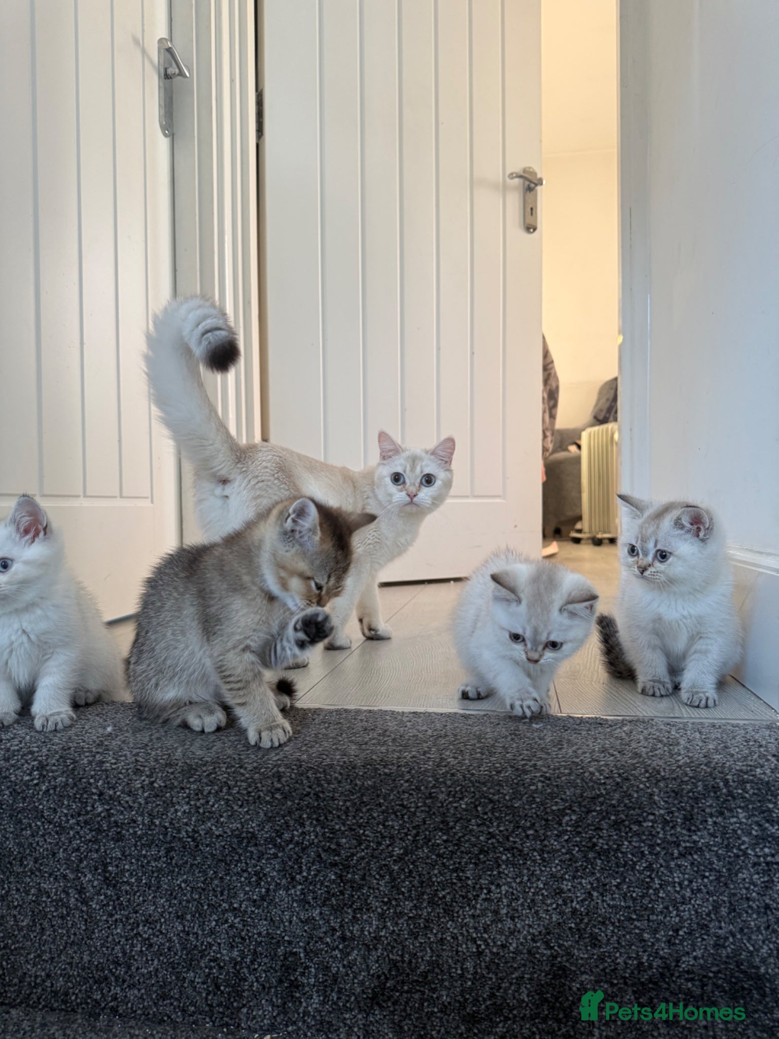 British Shorthair cats Full pedigree British shorthair- Ready to collect! - Advert 3