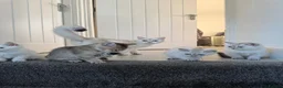 British Shorthair cats for sale: LAST Full pedigree British shorthair female 🐾 - Advert 9