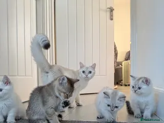 British Shorthair cats Full pedigree British shorthair- Ready to collect! - Advert 3