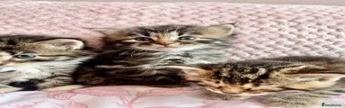 Siberian 4