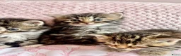 Siberian cats for sale: Gorgeous Fluffy Kittens! - Advert 13