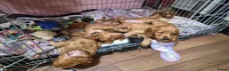 Cocker Spaniel dogs for sale: Beautiful Cocker Spaniels  - Advert 38