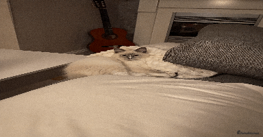 Ragdoll cats - Advert 16