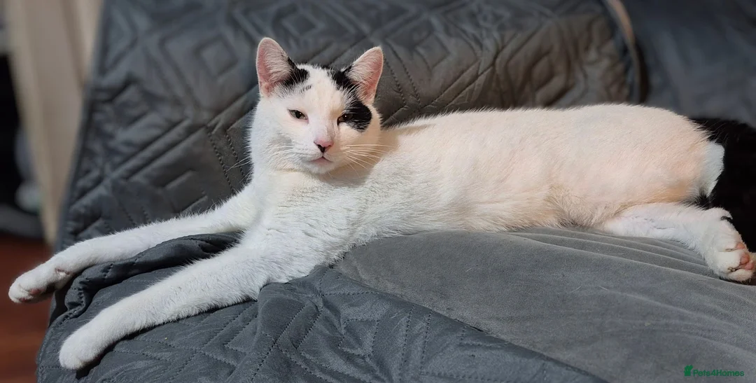 Mixed Breed cats for sale: 2 loving cats urgently needing good home  in Scarborough - Advert 5
