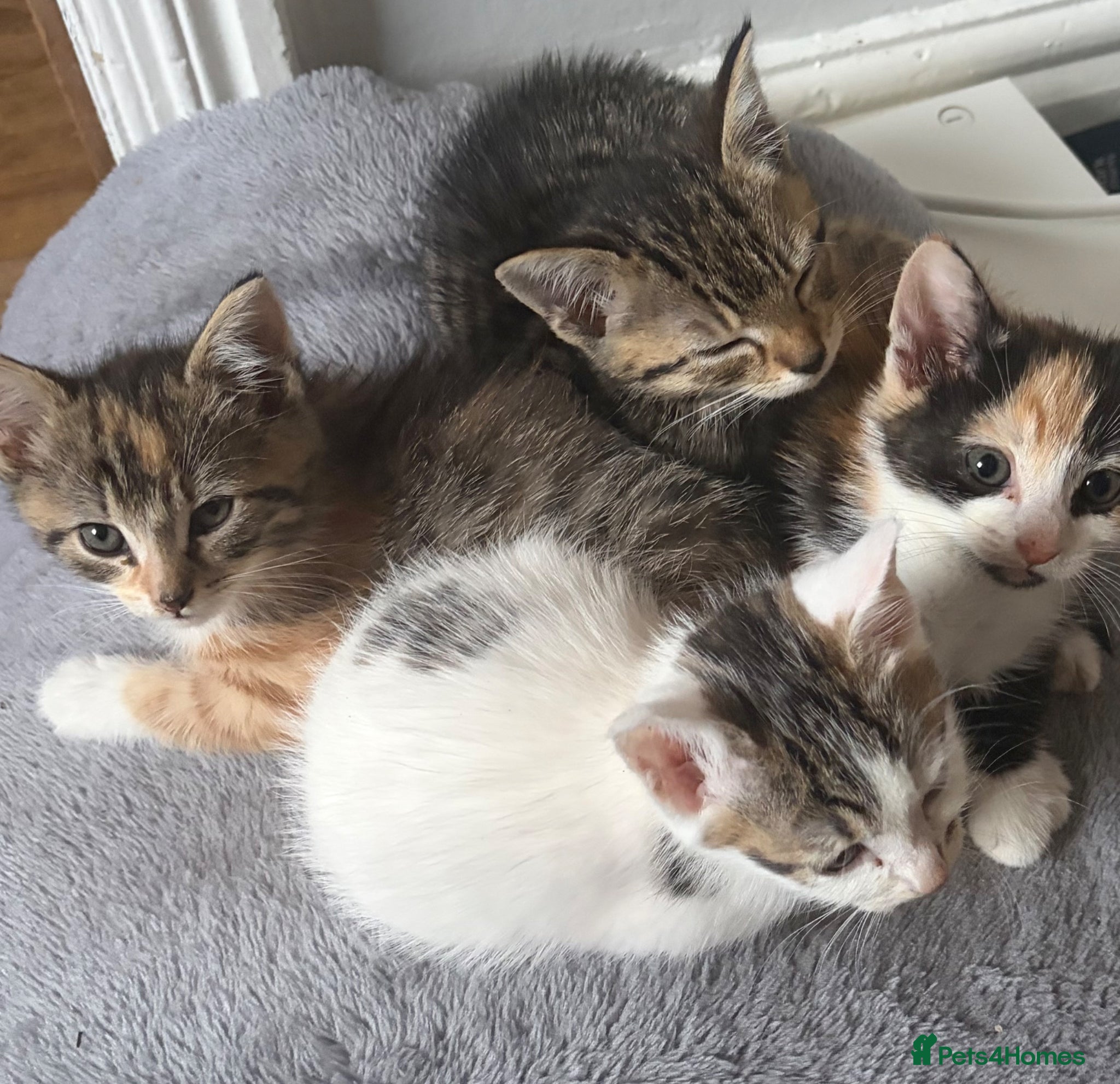 Mixed Breed cats Kittens  - Advert 19