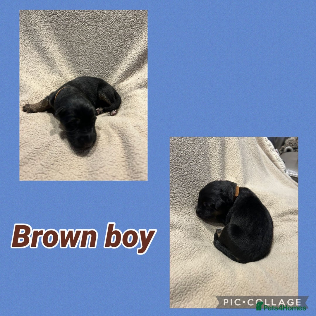 German Shepherd dogs for sale: German shepard puppys - Advert 12