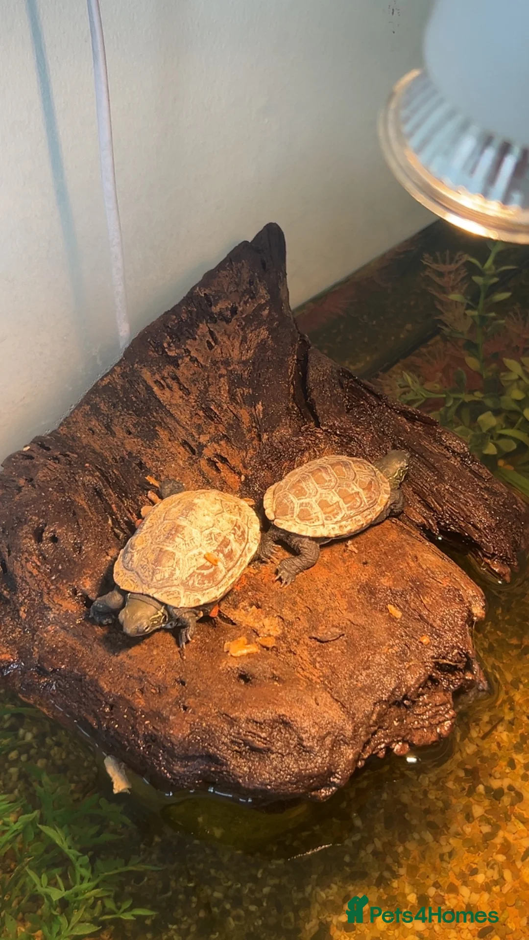 Turtle reptiles for sale: Reeve turtles  in Wisbech - Advert 1