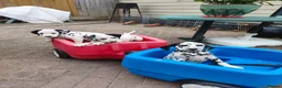 Dalmatian dogs for sale: 1 boy , 2 girls left  - Advert 6