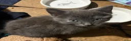Mixed Breed cats for sale: British shorthair cross kittens in Alfreton - Advert 11
