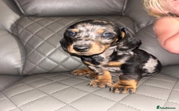 Dachshund dogs for sale: dachunds  - Image 1