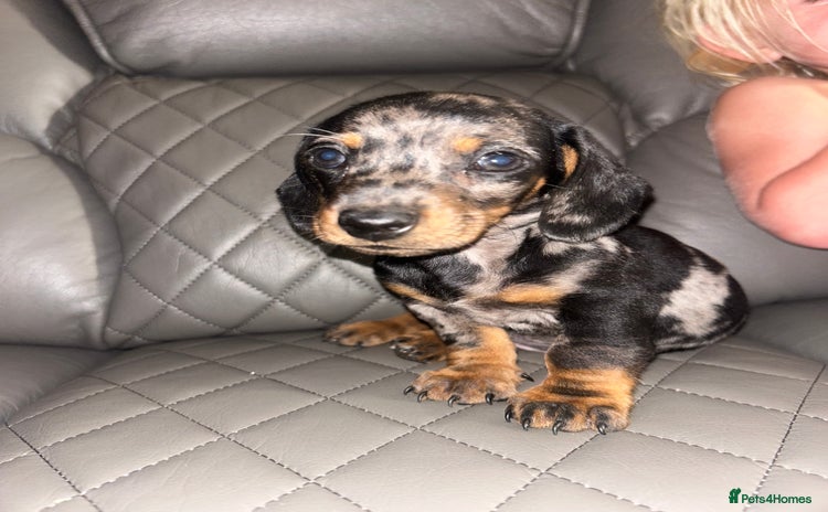 Dachshund dogs - Advert 16