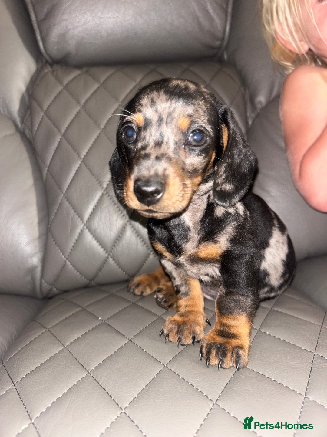 Dachshund dogs for sale: dachunds  - Image 1