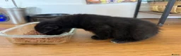 Russian Blue cats for sale: Balus kittens - Advert 5