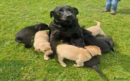 Labrador Retriever dogs for sale: One handsome black kc registered puppy left in Llanrhystud - Image 4