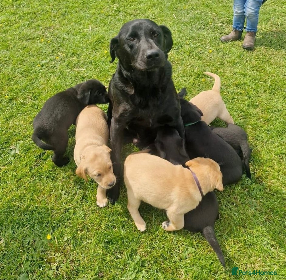 Labrador Retriever dogs for sale: One handsome black kc registered puppy left in Llanrhystud - Image 4
