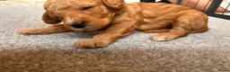 Cockapoo dogs for sale: Beautiful F1 cockapoos in Cranleigh - Advert 23