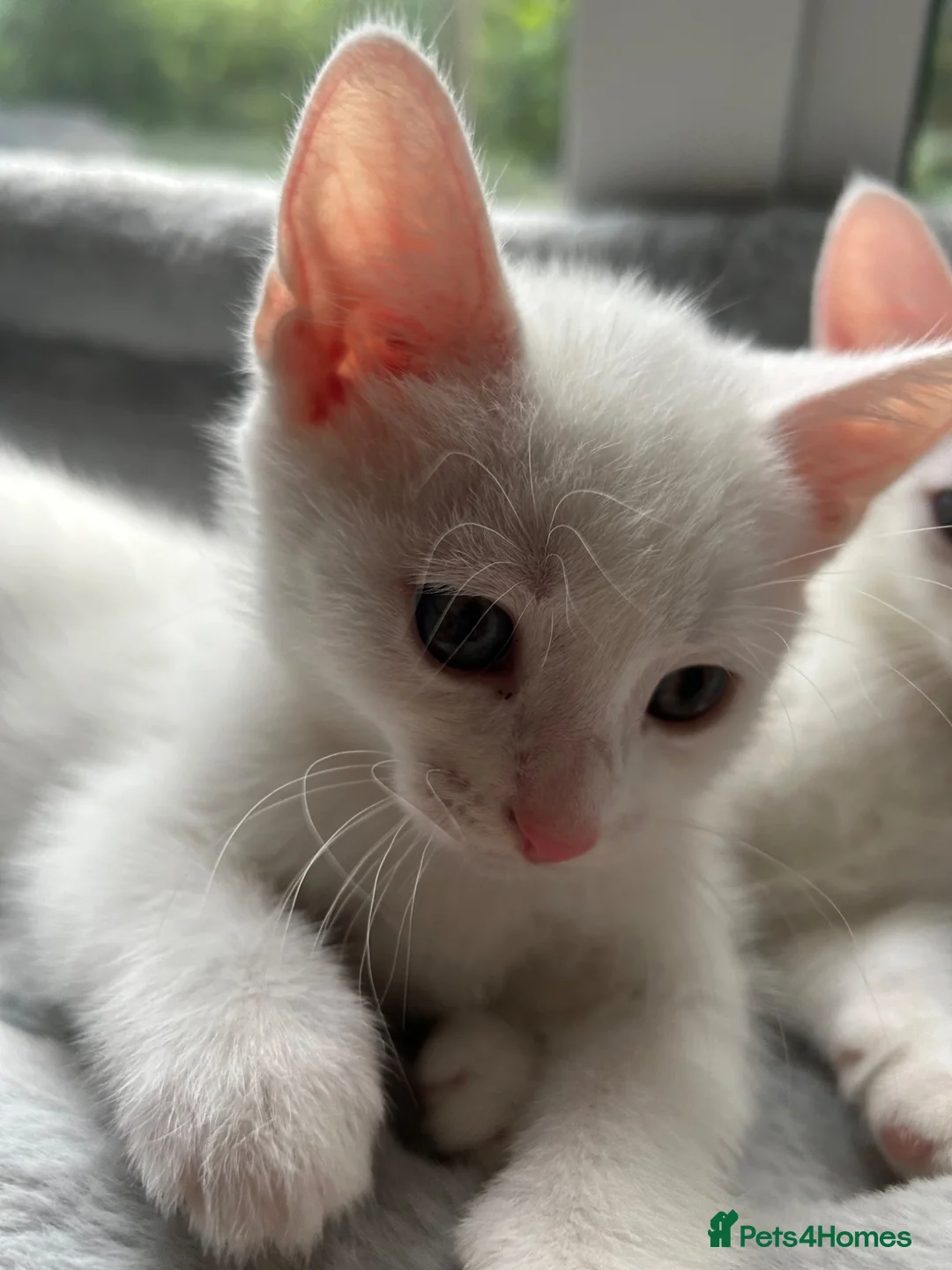 Mixed Breed cats for sale: Boy and a girl  - Advert 9