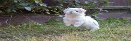 Maltese dogs for sale: Beautiful Maltese Boy in Grantham - Advert 5