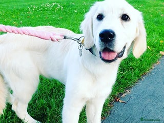 Golden Retriever dogs Golden Retriever Sunny Seeking A New Home - Advert 4