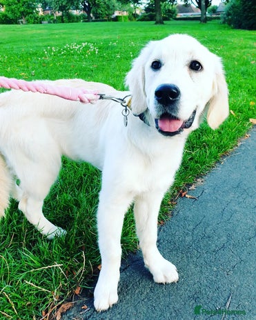 Golden Retriever dogs Golden Retriever Sunny Seeking A New Home - Advert 1