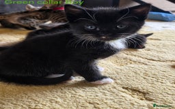 Domestic Shorthair cats for sale: Domestic shorthair kittens - taking reservations   - Image 6