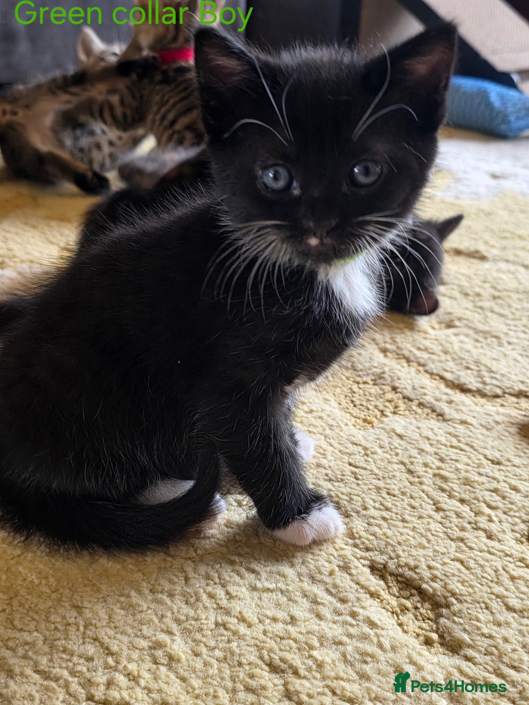 Domestic Shorthair cats for sale: Domestic shorthair kittens - taking reservations   - Image 6