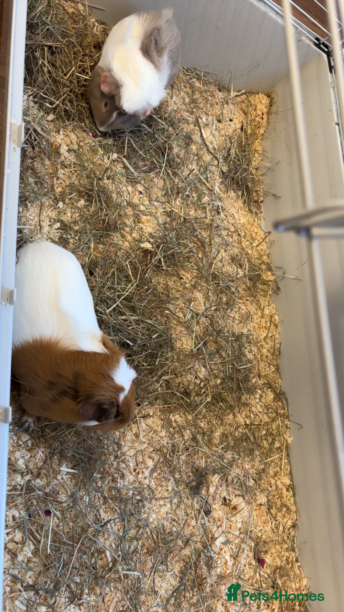 Guinea Pig rodents Guinea pigs  - Advert 2