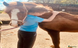 Welsh Section A horses for sale: Beautiful Welsh sec a mare pony club/family pony - Image 6