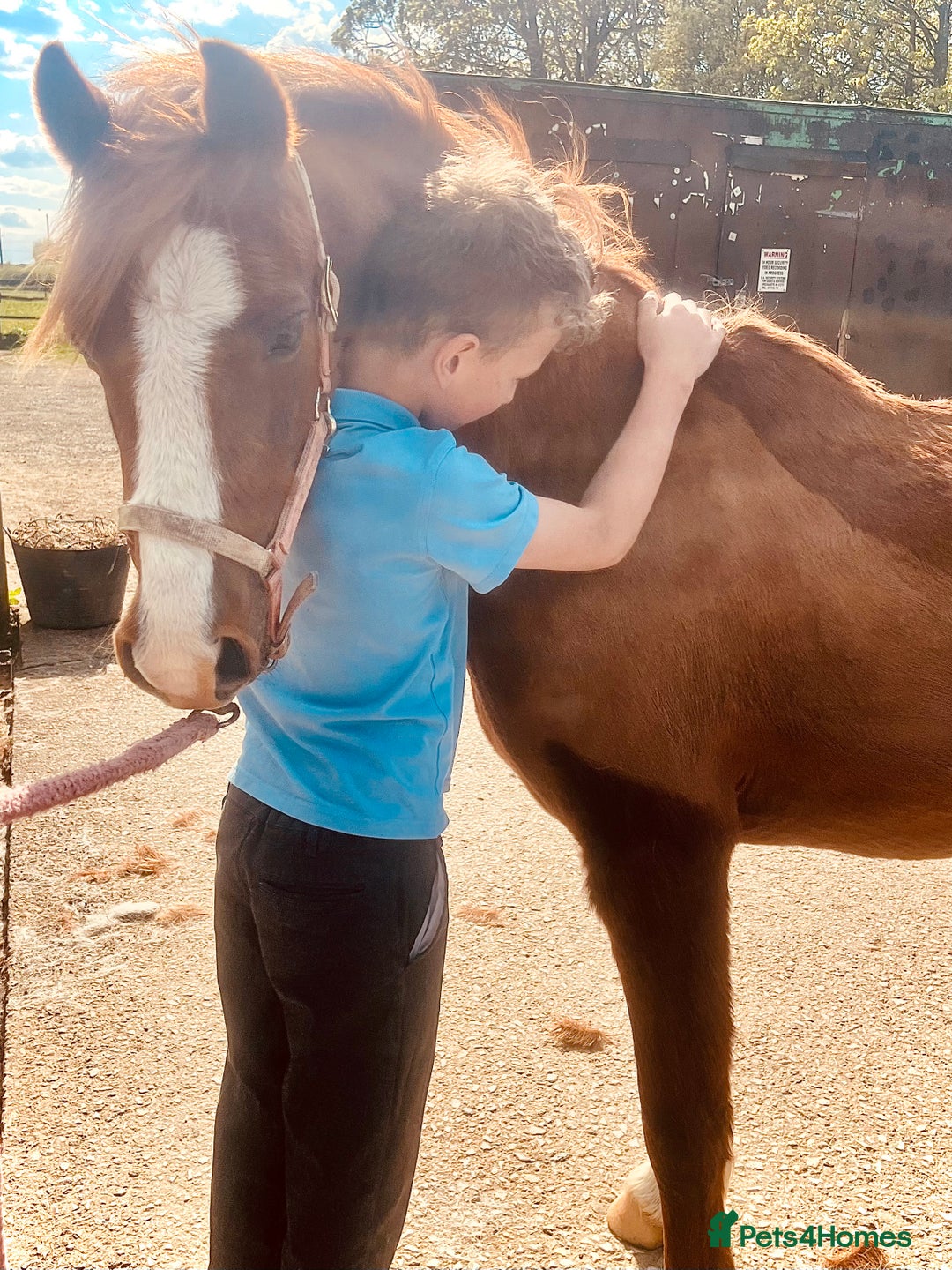 Welsh Section A horses for sale: Beautiful Welsh sec a mare pony club/family pony - Image 6