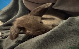 Mini Lop rabbits for sale: Extremely friendly mini lop babies for sale  - Image 6