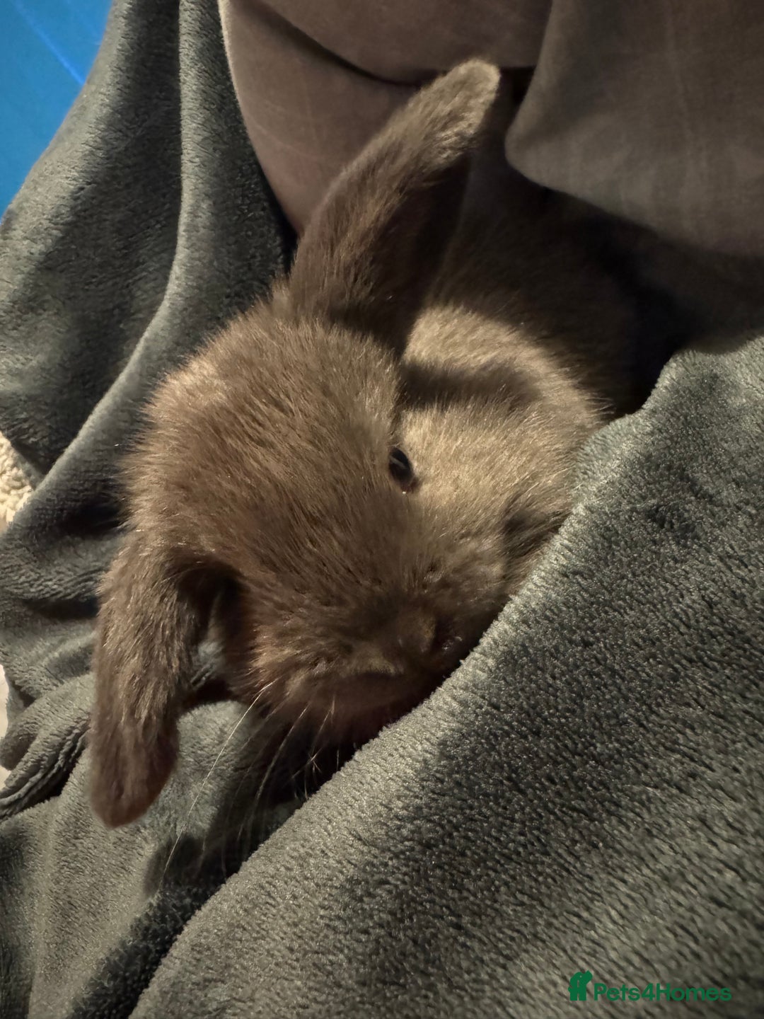 Mini Lop rabbits for sale: Extremely friendly mini lop babies for sale  - Image 6