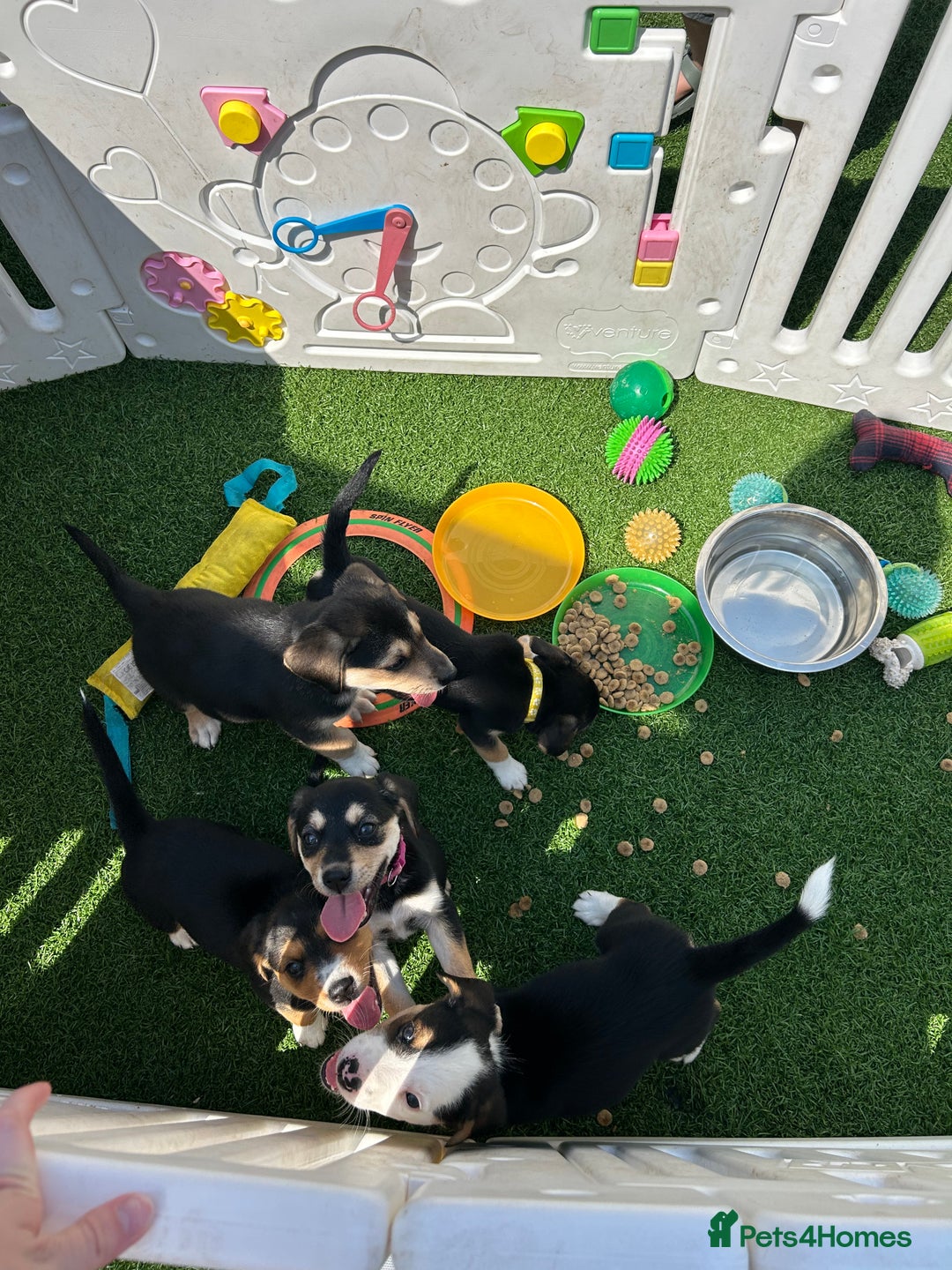 Mixed Breed dogs for sale: Welsh shepherd x beagle mix puppies  in Wigan - Image 17