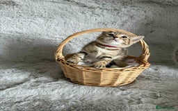 Bengal cats for sale: Stunning bengal kittens for sale to loving home - Image 26